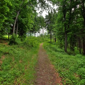 Preview wallpaper forest, path, landscape