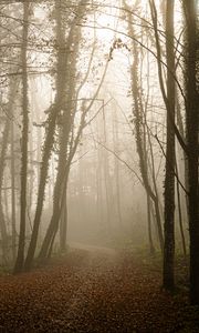 Preview wallpaper forest, path, leaves, gloomy
