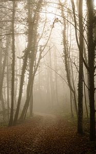 Preview wallpaper forest, path, leaves, gloomy