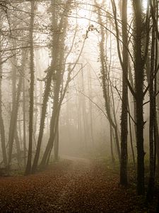 Preview wallpaper forest, path, leaves, gloomy