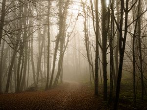 Preview wallpaper forest, path, leaves, gloomy