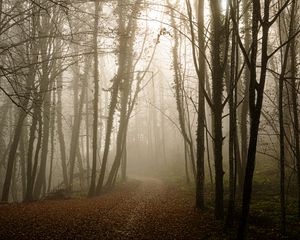 Preview wallpaper forest, path, leaves, gloomy