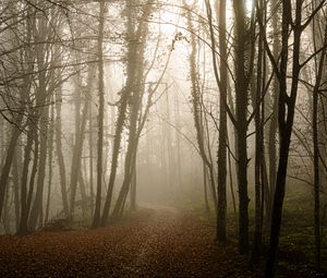 Preview wallpaper forest, path, leaves, gloomy