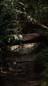 Preview wallpaper forest, path, log, bushes, nature