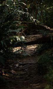 Preview wallpaper forest, path, log, bushes, nature