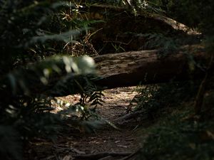 Preview wallpaper forest, path, log, bushes, nature