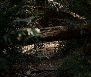 Preview wallpaper forest, path, log, bushes, nature