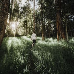 Preview wallpaper forest, path, man, grass, trees, sunlight