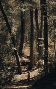 Preview wallpaper forest, path, man, trees, nature