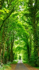 Preview wallpaper forest, path, park, summer, green
