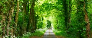 Preview wallpaper forest, path, park, summer, green