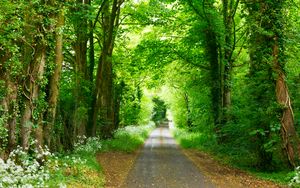 Preview wallpaper forest, path, park, summer, green