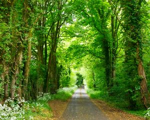 Preview wallpaper forest, path, park, summer, green