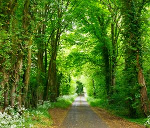 Preview wallpaper forest, path, park, summer, green