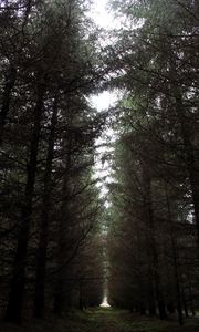 Preview wallpaper forest, path, road, gloomy