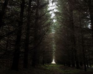 Preview wallpaper forest, path, road, gloomy