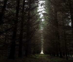 Preview wallpaper forest, path, road, gloomy