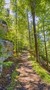 Preview wallpaper forest, path, rock, trees, light, nature