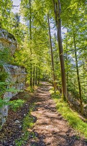 Preview wallpaper forest, path, rock, trees, light, nature