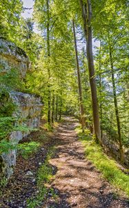 Preview wallpaper forest, path, rock, trees, light, nature
