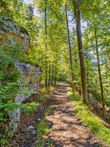 Preview wallpaper forest, path, rock, trees, light, nature