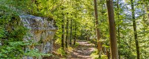 Preview wallpaper forest, path, rock, trees, light, nature