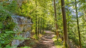 Preview wallpaper forest, path, rock, trees, light, nature