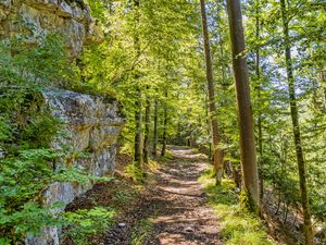 Preview wallpaper forest, path, rock, trees, light, nature