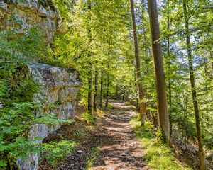 Preview wallpaper forest, path, rock, trees, light, nature