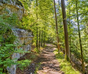 Preview wallpaper forest, path, rock, trees, light, nature