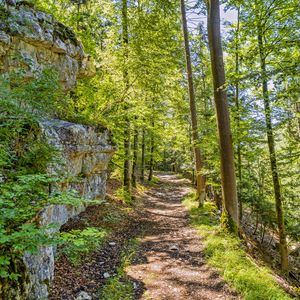 Preview wallpaper forest, path, rock, trees, light, nature