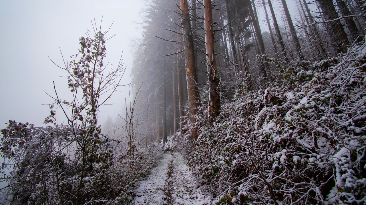 Wallpaper forest, path, slope, frost, winter, nature