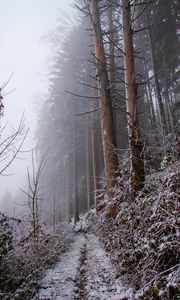 Preview wallpaper forest, path, slope, frost, winter, nature