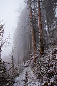 Preview wallpaper forest, path, slope, frost, winter, nature