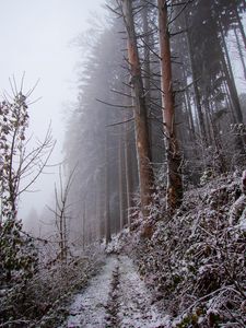 Preview wallpaper forest, path, slope, frost, winter, nature