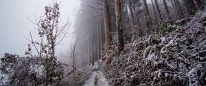 Preview wallpaper forest, path, slope, frost, winter, nature