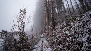 Preview wallpaper forest, path, slope, frost, winter, nature