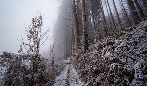 Preview wallpaper forest, path, slope, frost, winter, nature