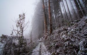 Preview wallpaper forest, path, slope, frost, winter, nature