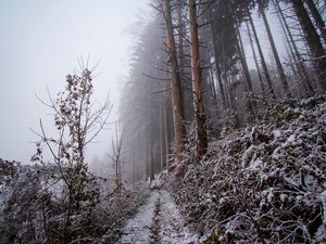 Preview wallpaper forest, path, slope, frost, winter, nature