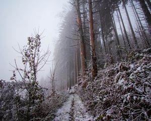 Preview wallpaper forest, path, slope, frost, winter, nature