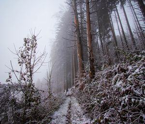 Preview wallpaper forest, path, slope, frost, winter, nature