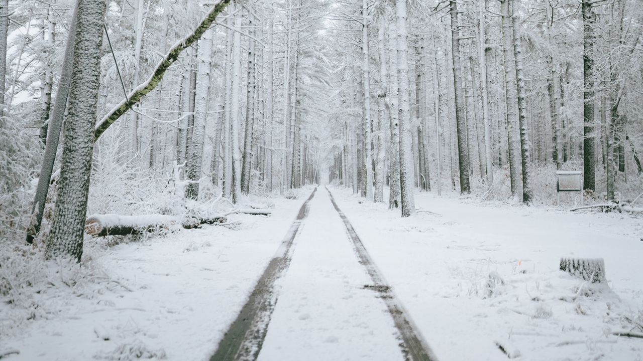 Wallpaper forest, path, snow, trees, winter