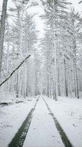 Preview wallpaper forest, path, snow, trees, winter