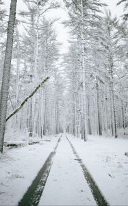 Preview wallpaper forest, path, snow, trees, winter