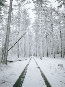 Preview wallpaper forest, path, snow, trees, winter