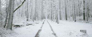 Preview wallpaper forest, path, snow, trees, winter
