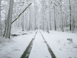 Preview wallpaper forest, path, snow, trees, winter