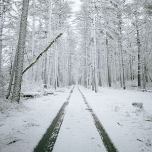 Preview wallpaper forest, path, snow, trees, winter