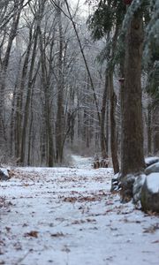 Preview wallpaper forest, path, snow, winter, nature